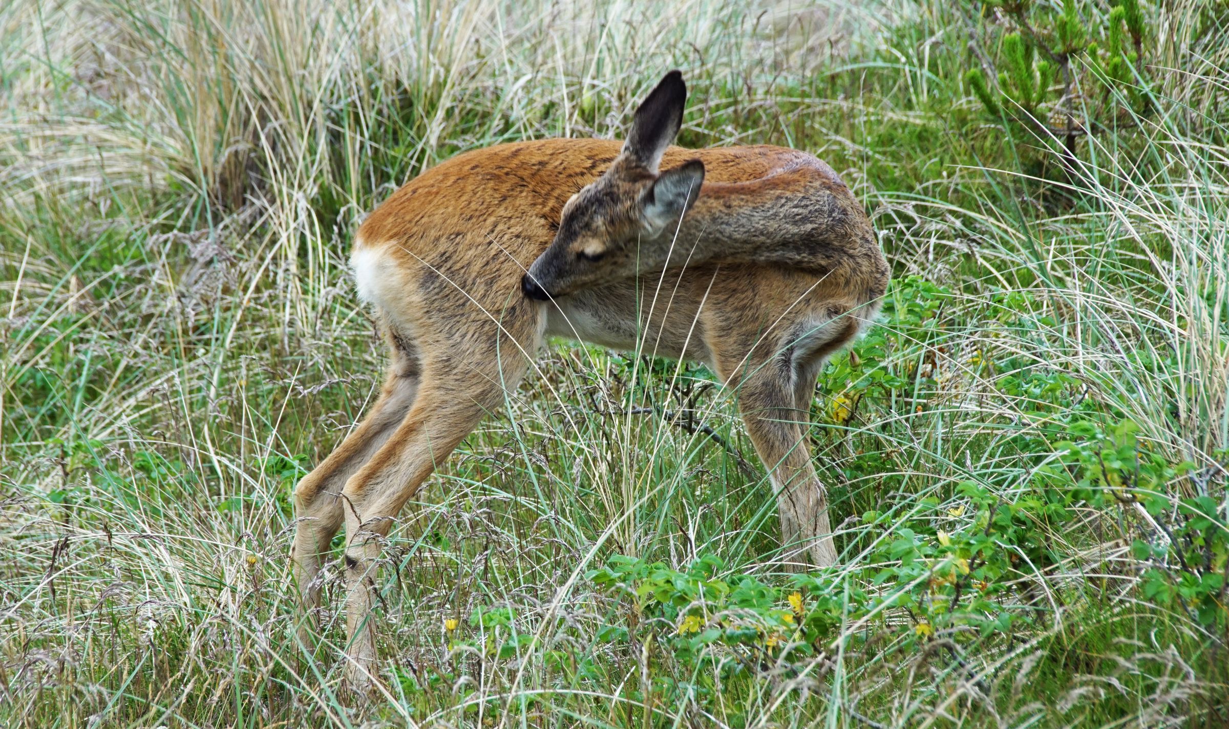 Reh Vejers Strand Garten 11.00 Uhr